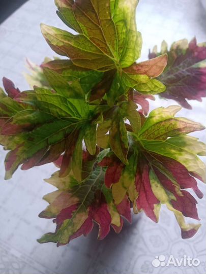 Колеусы вегетативные