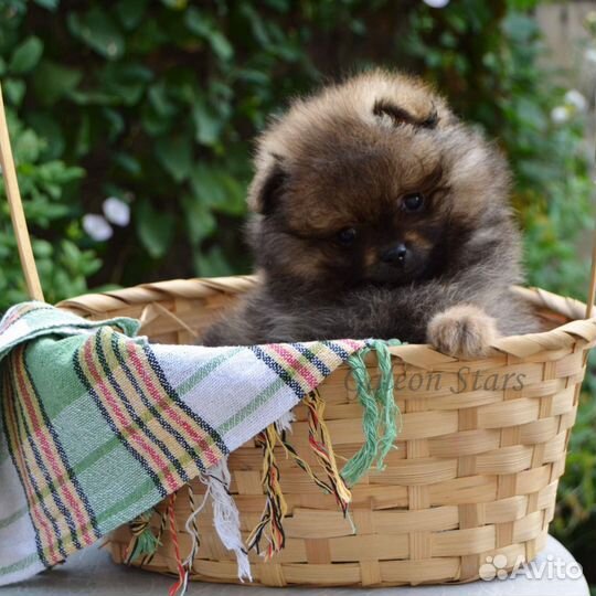 Померанский шпиц