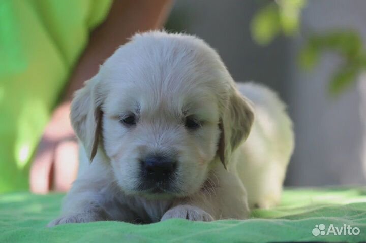 Золотистый ретривер