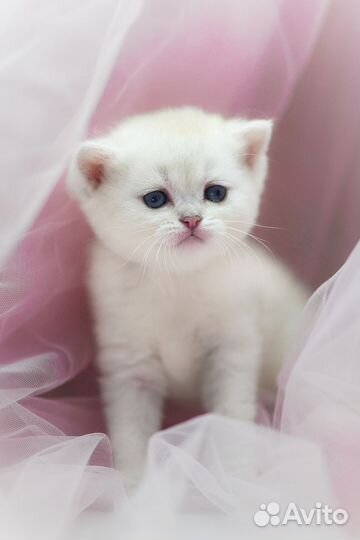 Британская серебристая шиншилла девочка