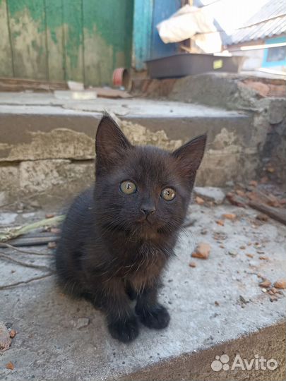 Отдам в добрые руки