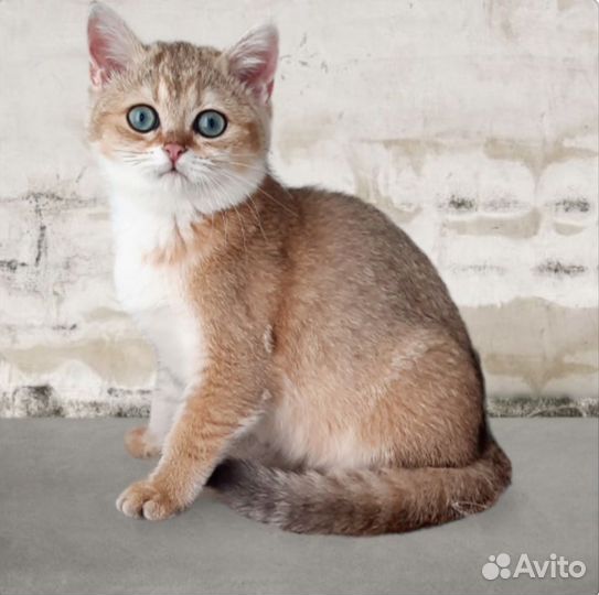 Британские котята