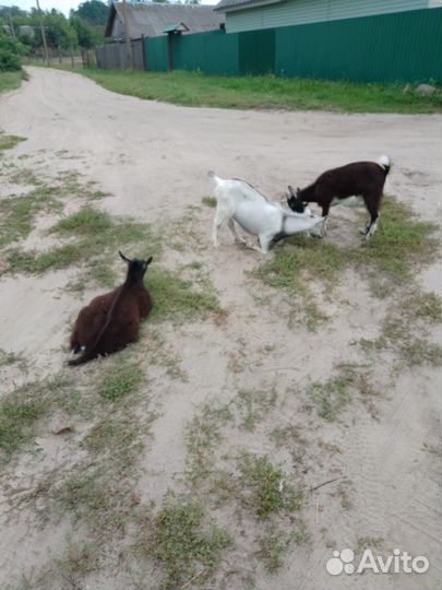 Продам козлят