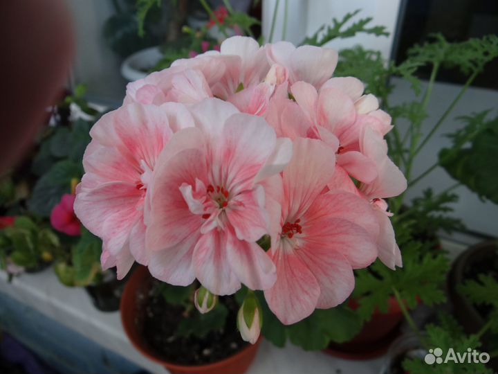 Пеларгонии