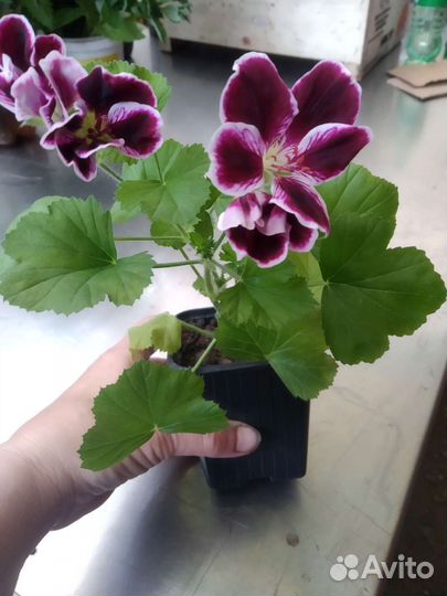 Королевская пеларгония Элеганс