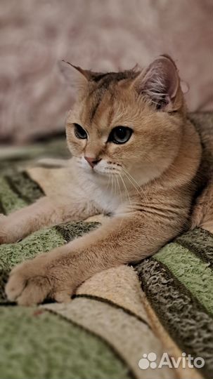 Кот для вязки