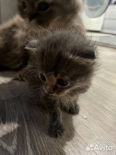 Вислоухие котята