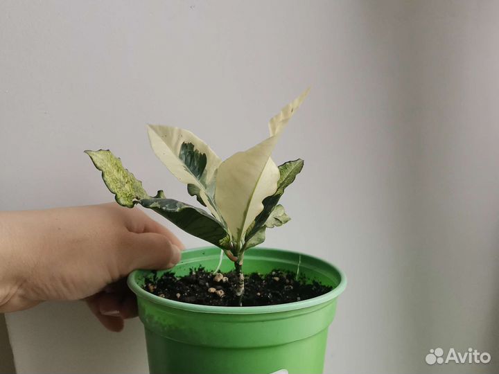 Кротон Тамара