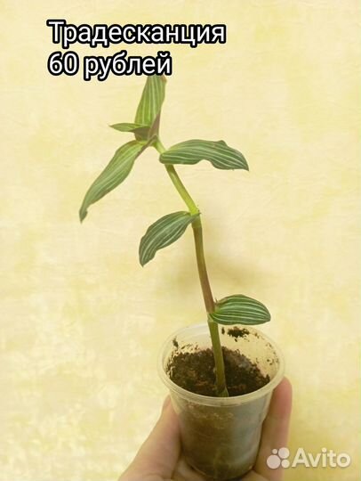 Комнатные цветы