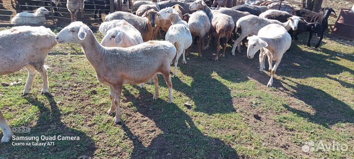 Овцы