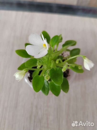 Фиалка Принцесса Лея