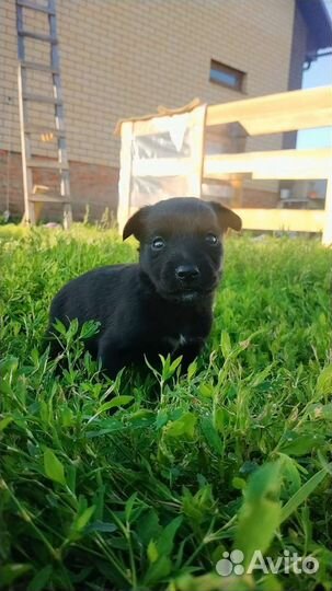 Собака в добрые руки щенок