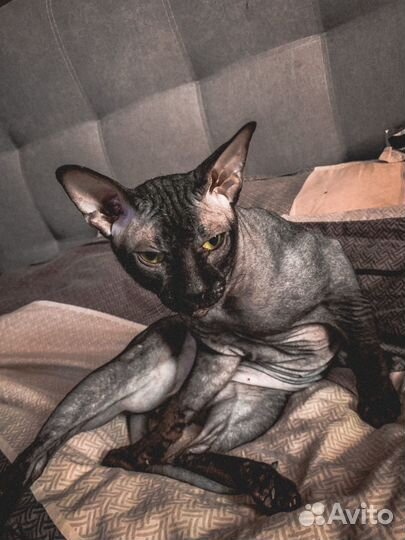 Канадский сфинкс вязка