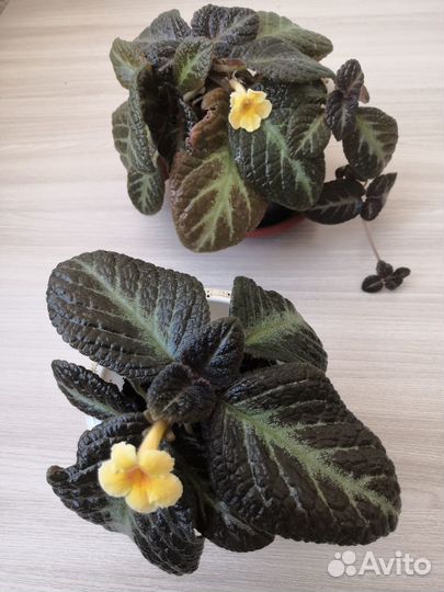 Комнатные растения цветы