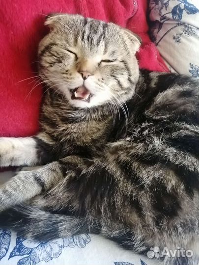 Британский кот