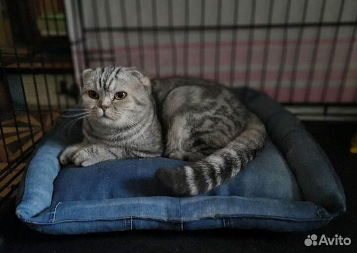 Шотландская вислоухая кошка