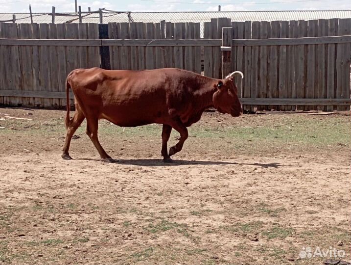 Коровы с телятами