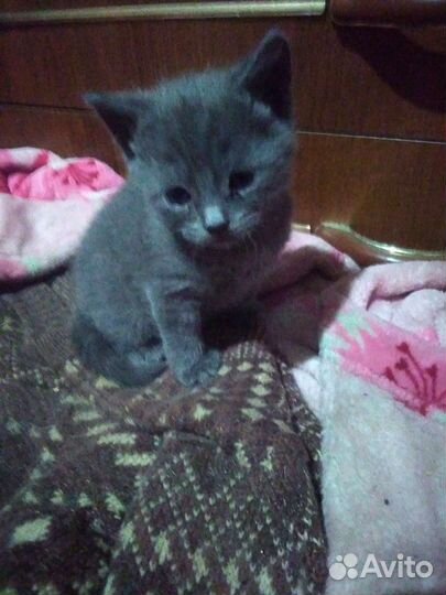 Котёнок девочка в дар