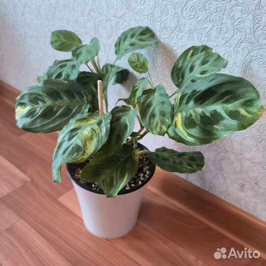 Маранта Бьюти Ким