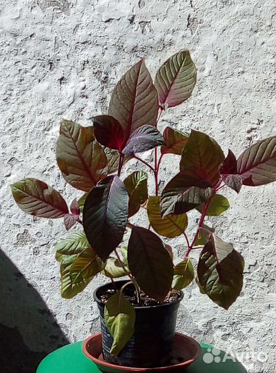 Фуксии, Монстера деликатесная, Спатифиллум