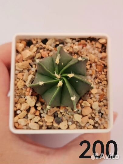 Суккуленты