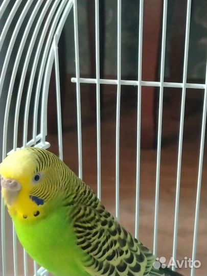Волнистый попугай с клеткой