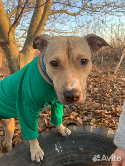 Питбуль в добрые руки