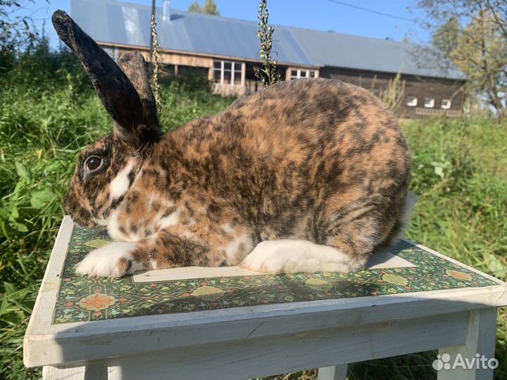 Кролик Рекс