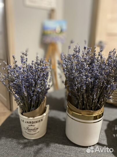 Лаванда сухоцвет