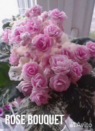 Фиалка лист