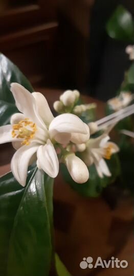 Цитрусовые растения