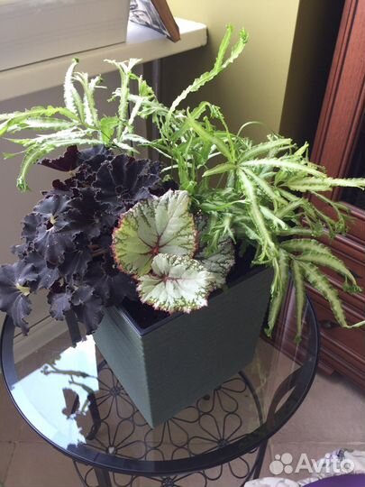 Композиция интерьерная из живых растений