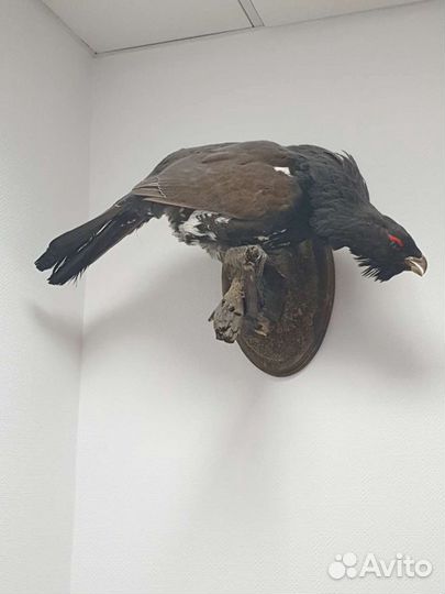 Чучело глухаря