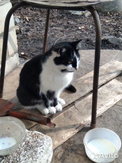 Молоденькая кошечка-красавица