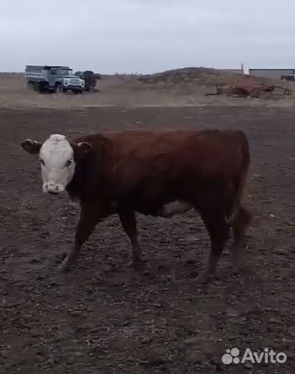 Телки 2024 года