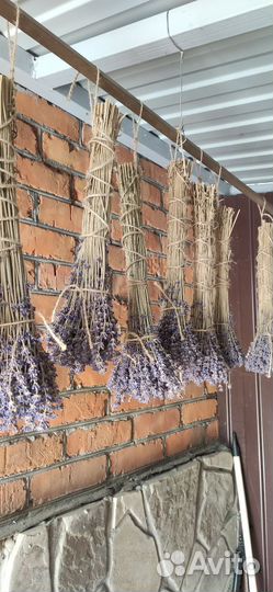 Лаванда сухоцвет