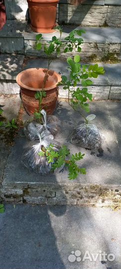 Роза кустовая