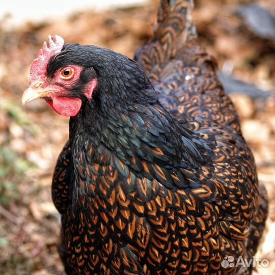 Цыплята несушка барневельдер