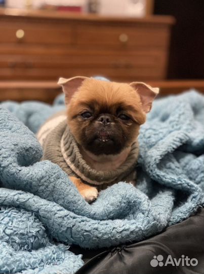 Собака для фотосессии