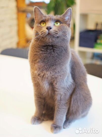 Котобюро. коты, кошки, котята в ответственные руки