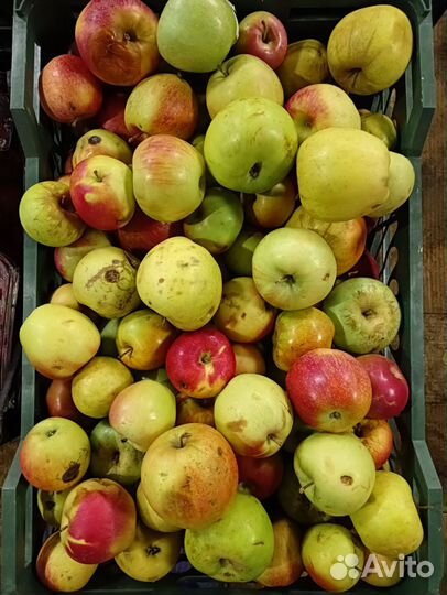 Яблоки, виноград на вино