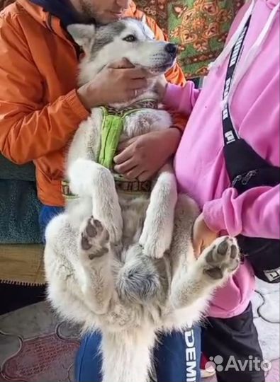 Собака кобель хаски