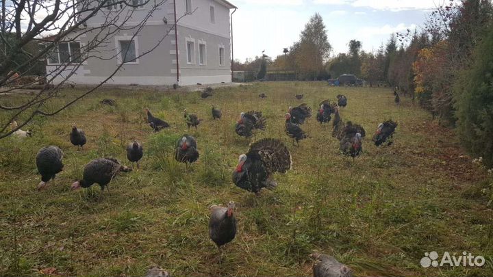 Птица: Индюки, павлины, инкобуционые яйца