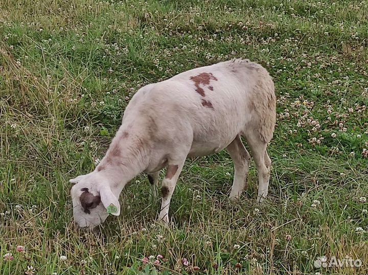 Катумские овцы