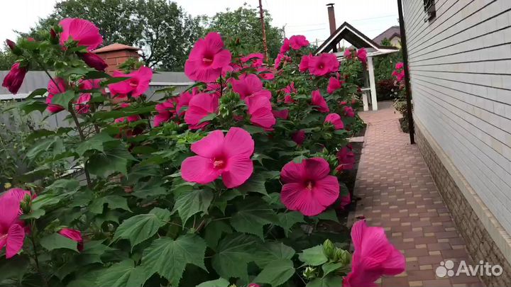 Гибискус травянистый малиновый, сорт 