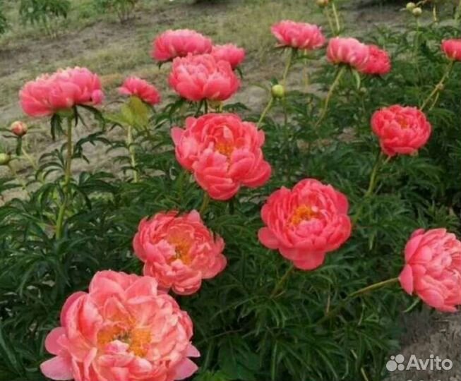 Пион корал Сансет. Детки