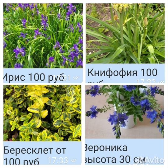 Многолетники для сада цветы