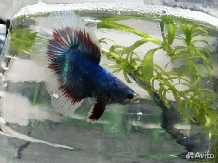 Рыбки петушок