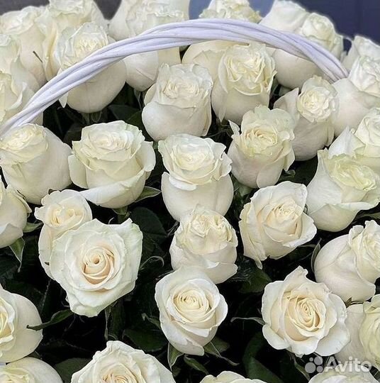 101 Роза Цветы Букеты 51 25 Роз Доставка