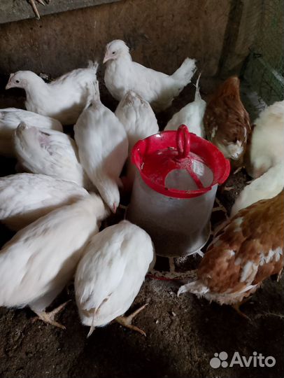 Петух леггорн